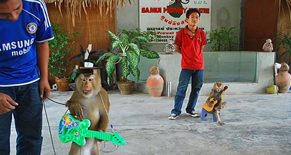 обезьянье шоу